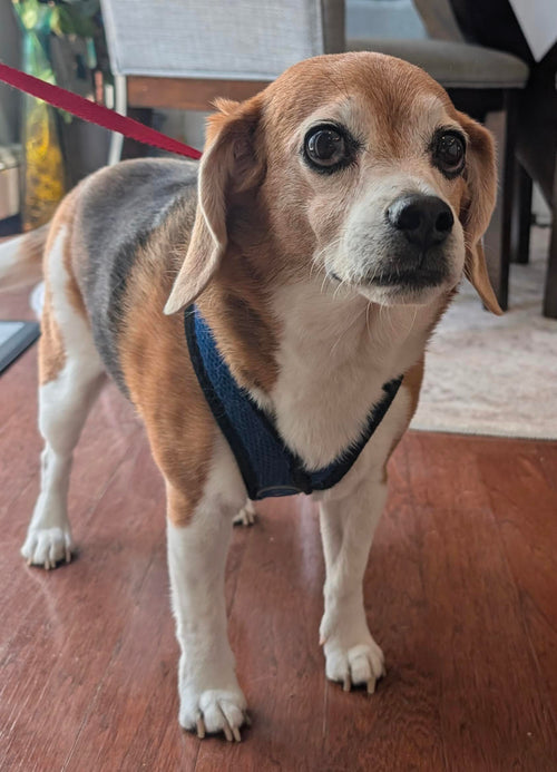 4 Inch Custom 3D Printed Pet Figurine